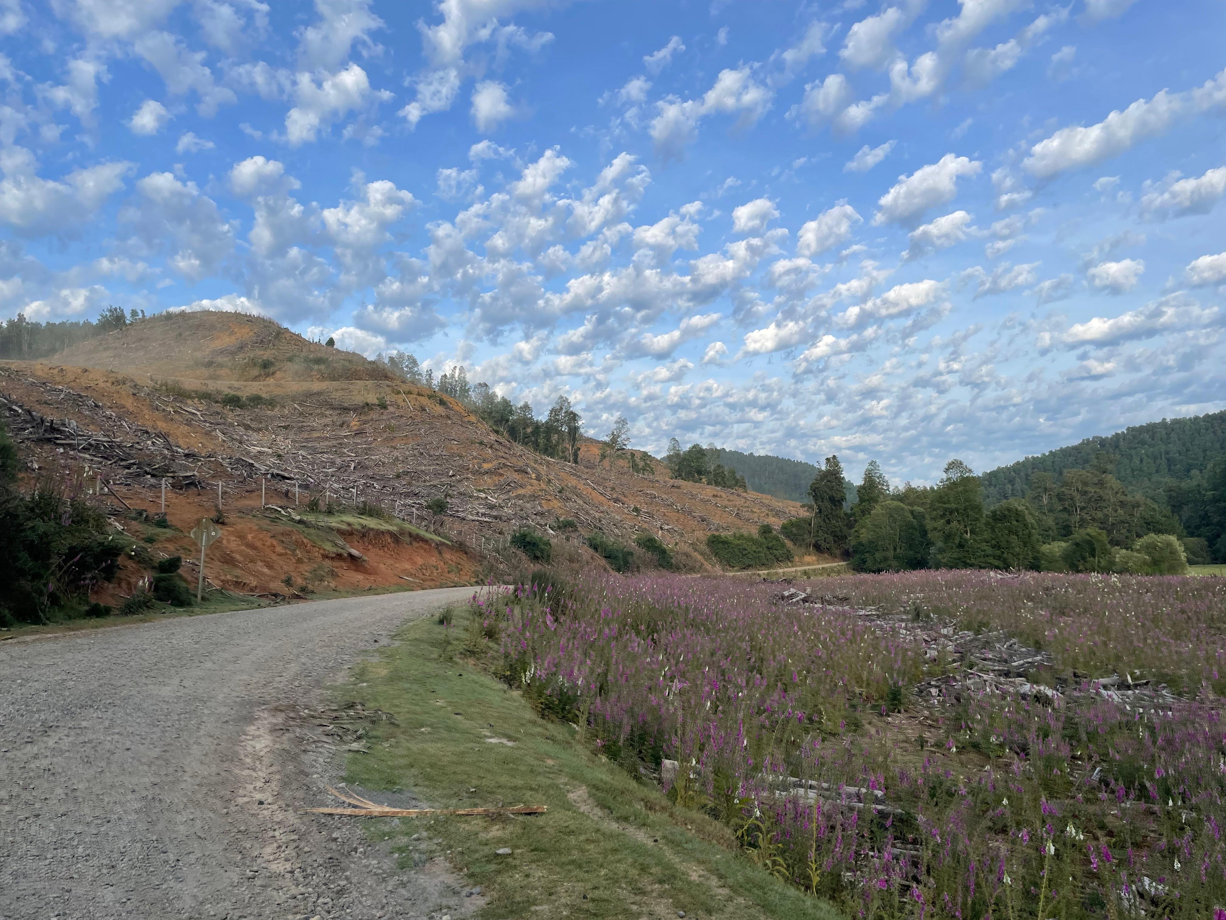 Primavera y caminos de tierra
